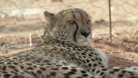 Close-up of cheetah sleeping at zoo, spotted wild cat resting on field - Etosha National Park, Namibia