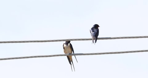 swallow birds on the electric wire cleaning