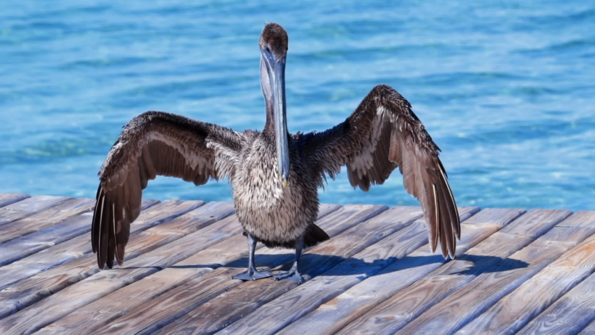 Lockdown shot of pelican flapping wings while perching on pier, bird preening at beach - Belize City, Belize