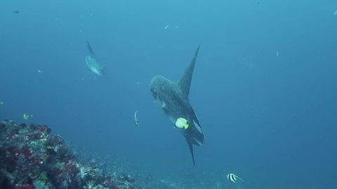 Two Mola Mola move along the coral reef