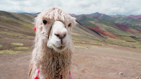 Close-up of white alpaca eating against mountains on sunny day, Vicugna pacos with bridle - Rainbow Mountain, Peru