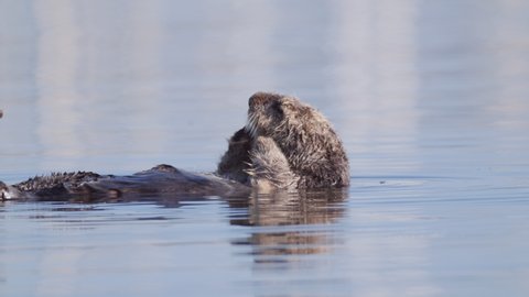 Sea otter grooming while floating on water, Enhydra lutris swimming in sea - Moss Landing, California
