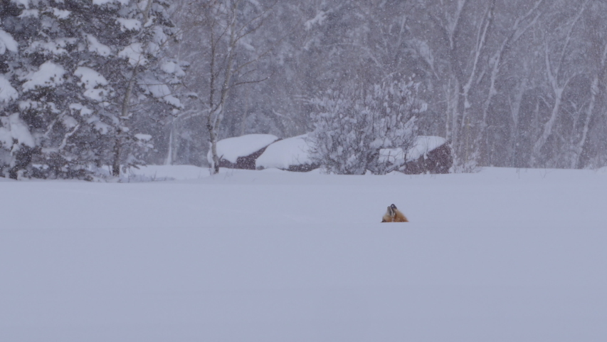 Red fox relaxing during snowfall against trees in forest, Vulpes Vulpes lying on snow - Jackson, Wyoming