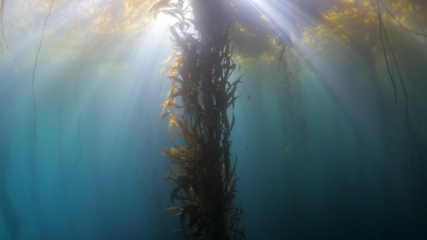 Close up of kelp leaves growing in blue sea, sunlight streaming through seaweeds floating on ocean surface - Carmel by the Sea, California Royalty-Free Stock Footage #1051316269