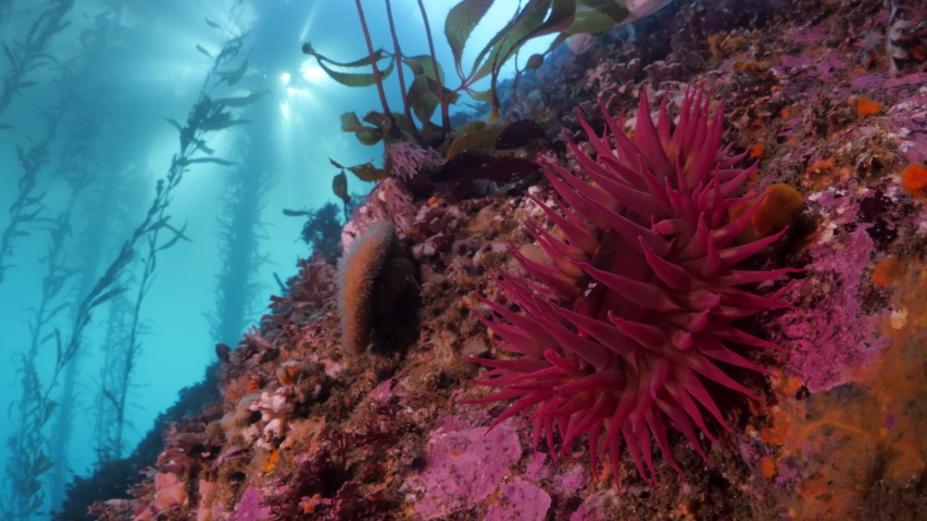 Close up of coral reef by kelps underwater - Carmel by the Sea, California Royalty-Free Stock Footage #1051319293