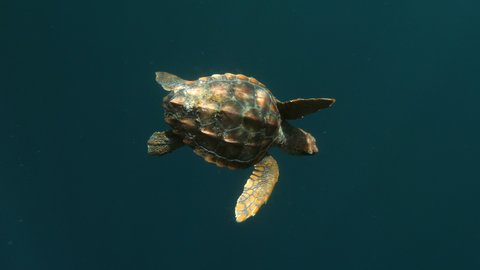 Loggerhead sea turtle swimming undersea, reptile is moving by person - Azores, Portugal