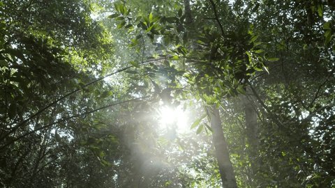 Amazing sunlight in tropical rainforest, low angle view of sun shining through lush green brunches and leaves. Nature national park reserve, no people environment concept 