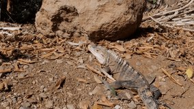 Spiny tailed iguana lying in the sun on brown ground. Manuel Antonia natural reserve national park, wildlife animals. Costa Rica 