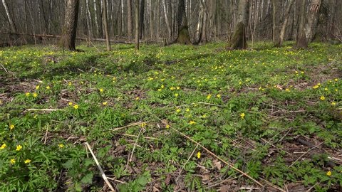 Forest glade with yellow flowers of Buttercup Anemone (Anemone ranunculoides) at spring.