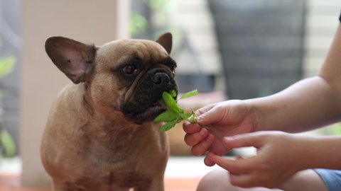 French bulldog eating basil. Herbs is Good For Dogs.