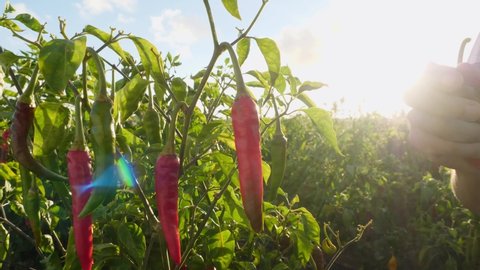 Closeup of farmer picking red chili peppers in vegetable garden, slow motion, green organic vegetables