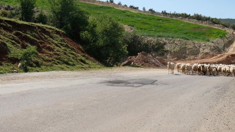 Herd of sheep walking on a rural road