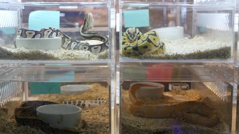 Captive bred snakes for sale. Small plastic boxes with captive bred ball pythons of various morphs placed on stall on Chatuchak Market in Bangkok, Thailand.