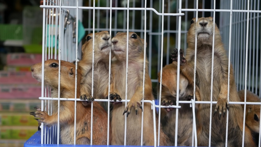 Unhappy cute prairie dog cub suffering, cage on market. Pets for sale. Depressed groundhog asking for food. Funny paws looking for help. Animals standing behind bars. Caged hog family with sad eyes