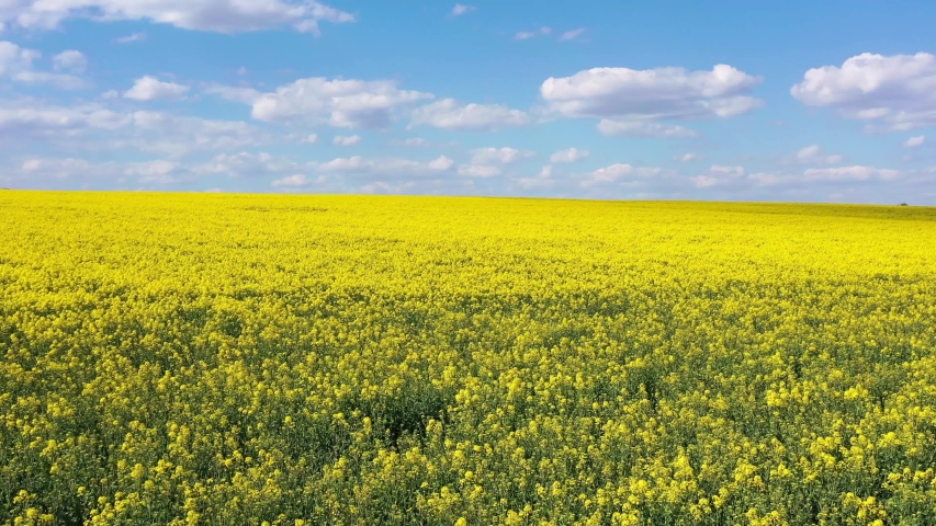 Beautiful scenic landscape of blossoming yellow flowers of rapeseed on an agricultural field, blue cloudy sky on background. Smooth flyover above field. Agriculture theme