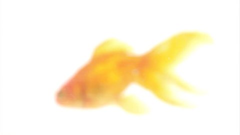 Goldfish swimming with white background.