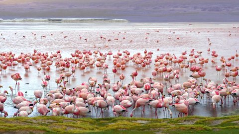 Thousands of pink flamingos in Laguna Colorada aka Red Lagoon, a high-altitude lake located in the Eduardo Avaroa Andean Fauna National Reserve in Bolivia, South America.
