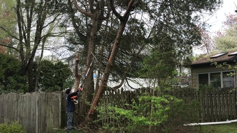 Cherry Hill, New Jersey - April, 2020: A man wearing a bandanna mask on his face uses a long saw on an extension pole to cut branches off of a tree