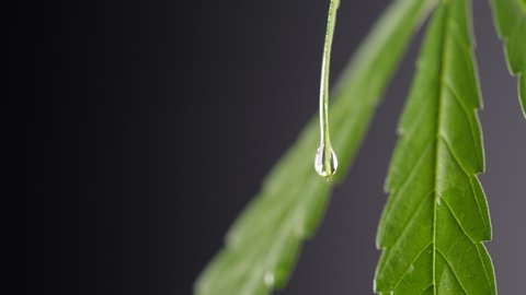 Oil drop from hemp leaf. Droplet dosing a biological and ecological hemp plant herbal pharmaceutical Cannabidiol (CBD) oil in slow motion