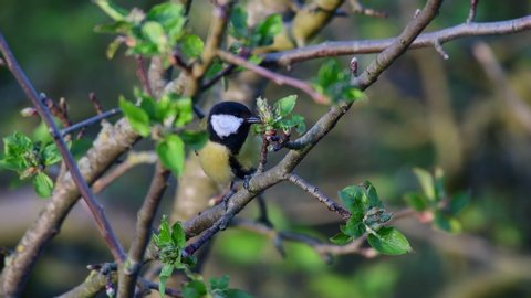 Great tit search feed on the apple tree, spring, (parus major), germany

