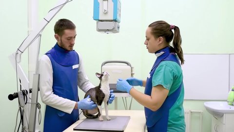 Two veterinarian doctor are going to do an x-ray of the breed Cornish Rex disabled cat during the examination in veterinary clinic. Pet health.	