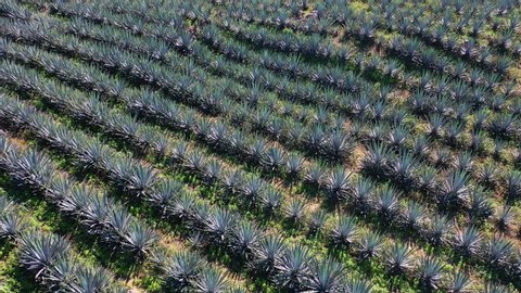 Aerial view of a plantation of Blue agave or tequila agave, Agave tequilana, surrounding Tepic city in Nayarit state of Mexico