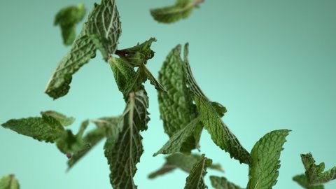 Mint leaves flying on green background in slow motion. .