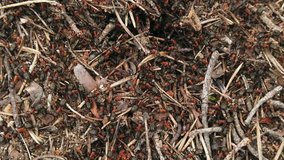 big red ants are crawling on the anthill. video slow motion