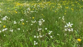 Meadow saxifrage - Bulbous saxifrage or Fair maids of France . Rockfoils white meadow flowers in the green grass with nature sound background