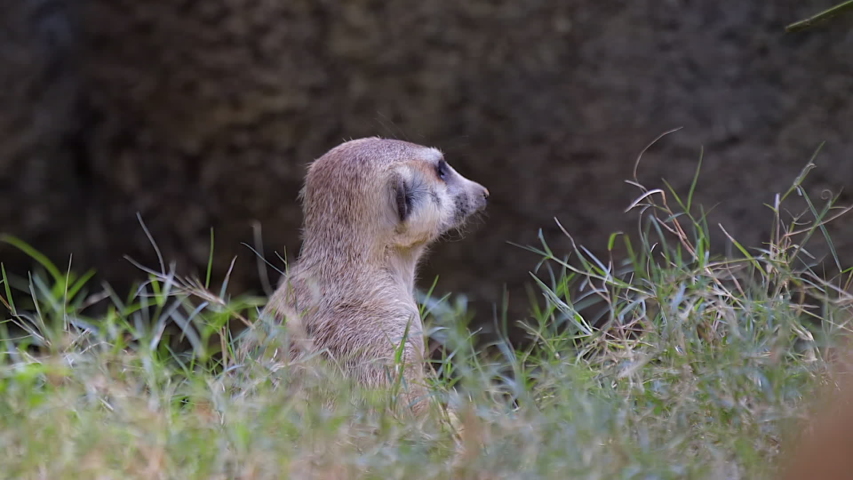 A lone Meerkat sitting on the grass ground and looking directly at the camera then turning away - Close up
