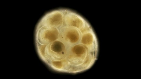 eggs of the cochlea under the microscope, the movement of embryos in the initial stage of development