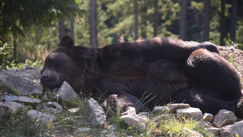 Brown bear (Ursus arctos) in wild nature is a bear that is found across much of northern Eurasia and North America. In North America, the populations of brown bears are often called grizzly bears.