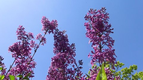 Inflorescence of purple lilac flowers on a background of blue sky