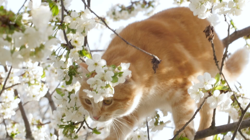 cute ginger cat climbing branches and hunting on blossoming tree in spring garden. Flowering bloom of cherry tree and funny pets Royalty-Free Stock Footage #1051376617