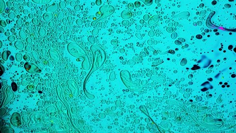 Close up of tiny bacteria under the microscope, scientific background. Stock footage. Infection, medicine, and biology concept, microorganisms and microbes on blue liquid background.