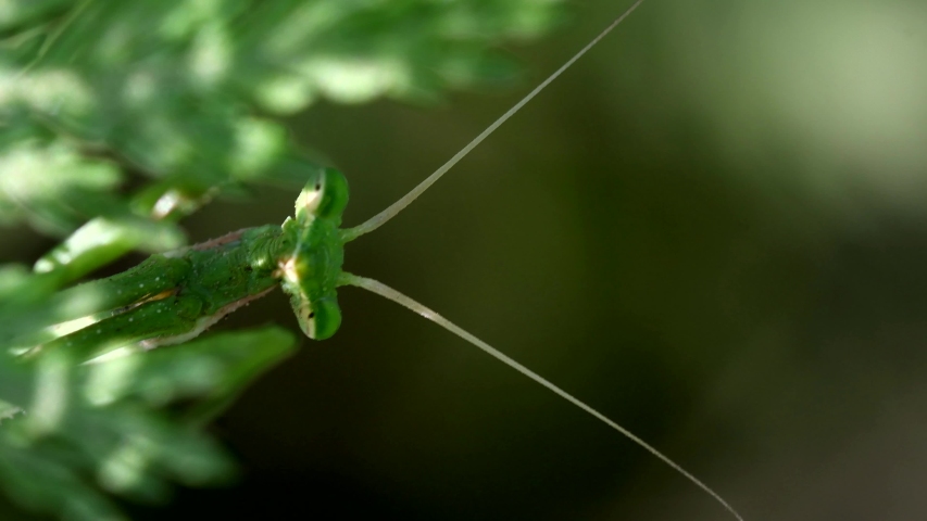 Extreme close shot of a Praying Mantis (Mantodea sp) staring at camera among the vegetation, then hiding.