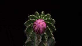 Old-Rose Pink Colorful Flower Timelapse of Blooming Cactus Opening / 4k fast motion time lapse of a blooming cactus flower.
