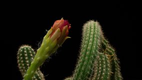 Hot-Pink Red Colorful Flower Timelapse of Blooming Cactus Opening / 4k fast motion time lapse of a blooming cactus flower.