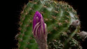 Pink Colorful Flower Timelapse of Blooming Cactus Opening / 4k fast motion time lapse of a blooming cactus flower.