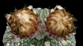 White-Red Colorful Flower Timelapse of Blooming Cactus Opening / 4k fast motion time lapse of a blooming cactus flower.