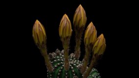 Yellow Colorful Flower Timelapse of Blooming Cactus Opening / 4k fast motion time lapse of a blooming cactus flower.