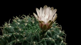 White Colorful Flower Timelapse of Blooming Cactus Opening / 4k fast motion time lapse of a blooming cactus flower.
