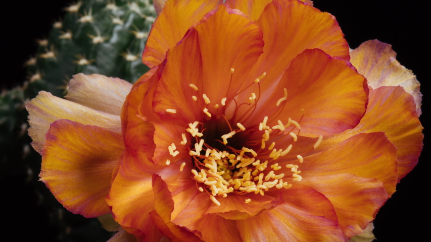 Orange Colorful Flower Timelapse of Blooming Cactus Opening / 4k fast motion time lapse of a blooming cactus flower. Royalty-Free Stock Footage #1051386784