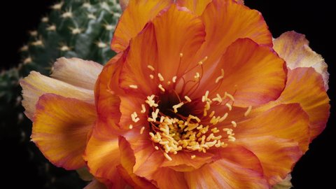 Orange Colorful Flower Timelapse of Blooming Cactus Opening / 4k fast motion time lapse of a blooming cactus flower.
