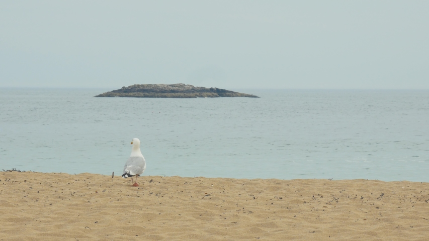 People and Seagull Walking on Sand Beach, Acadia National Park, Maine