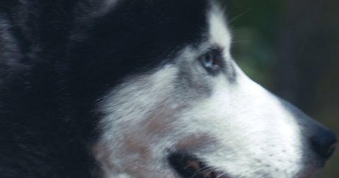 Dog Husky in the forest. Beautiful Dog. Canon 5D IV C-Log
