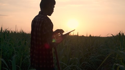 Concept of Sugarcane Harvesting and Planting with Technology and smart farming. man farmer using digital tablet at Sugar Cane Plantation