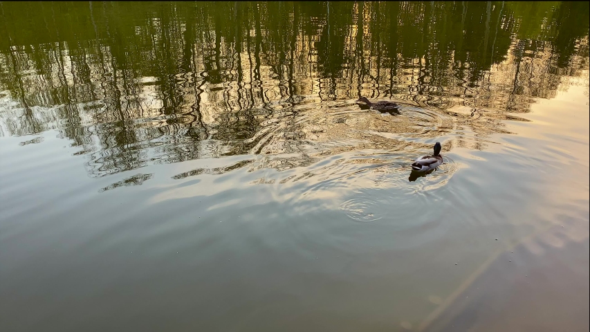 Two ducks swim in the lake in the summer in the park