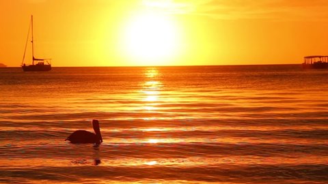 A pelican swimming on the beach at sunset on the beach at West End, Roatan Island. Honduras