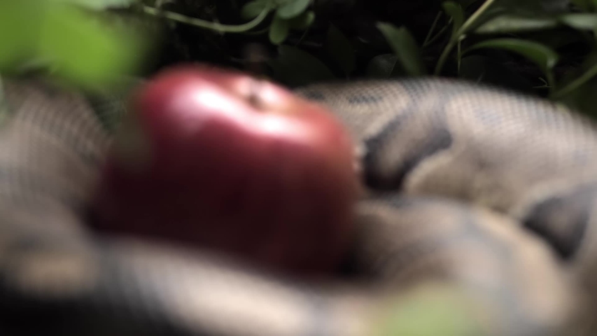 Hand picks an apple from a snake Royalty-Free Stock Footage #1051401181